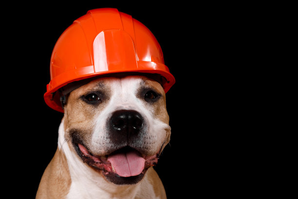 一只戴着安全帽的棕白相间的狗的照片。这张图片可以用来代表安全,建筑,或与宠物相关的主题。图片下载