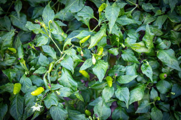 在农场种植几内亚辣椒(鸟眼辣椒)图片下载