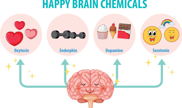 人体解剖中的健康大脑化学物质图片下载