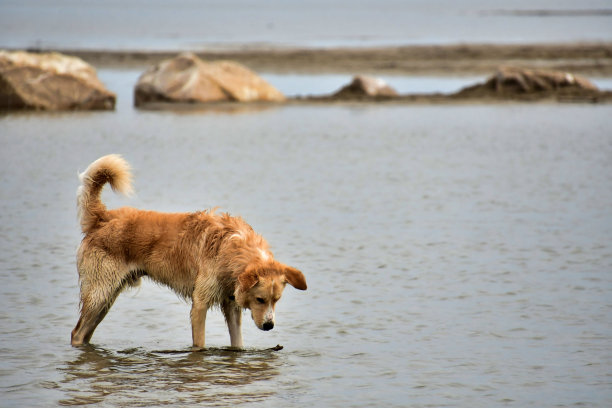 沙滩上的狗，照片作为背景，在圣玛丽德拉海村，法国卡马格图片下载
