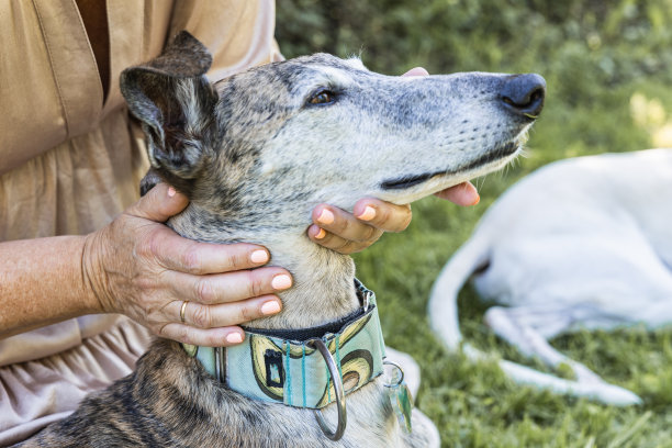 灰狗被主人抱着的照片图片下载
