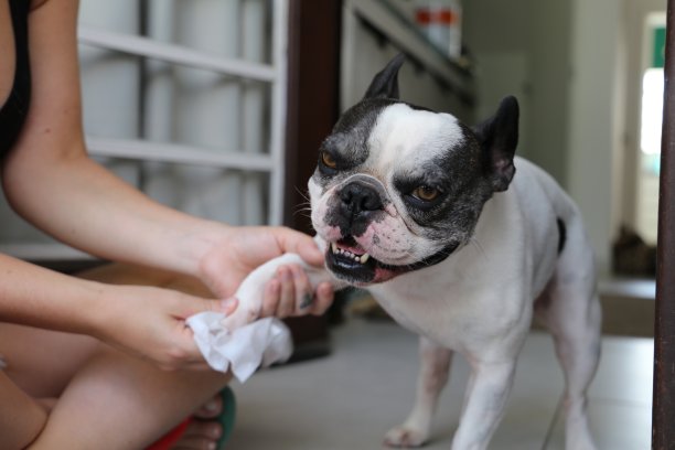 法国斗牛犬散步后清理爪子图片下载