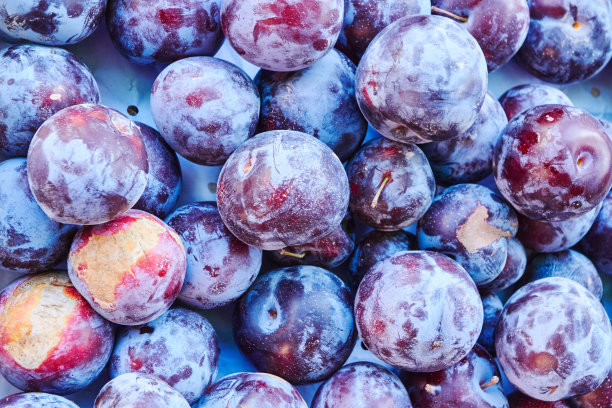 照片蓝色和紫色的李子。花园的水果。图片下载
