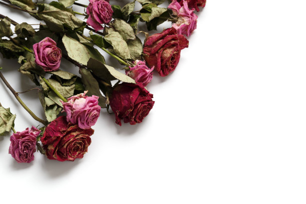 干玫瑰白色背景，俯视图，复制空间。不幸福的爱情，孤独，悲伤，年老，失落。图片下载