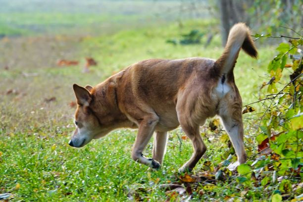 狗在草地上，照片图片数码影像图片下载