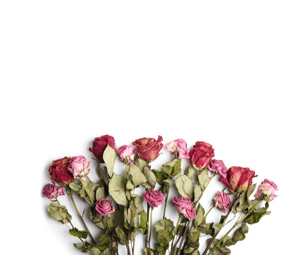 干玫瑰白色背景，俯视图，复制空间。不幸福的爱情，孤独，悲伤，年老，失落。图片下载