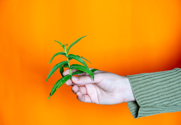 手持罗勒枝，橙色背景图片下载