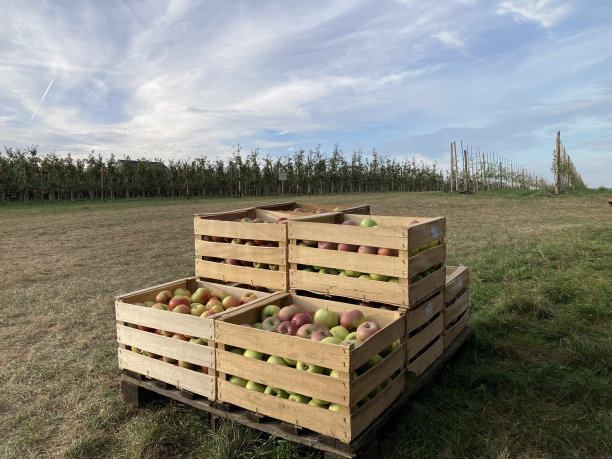 在德国的一个农场里，红苹果和绿苹果被装在木箱里，站在绿色草地上的托盘上。特写镜头。水平的照片。图片下载