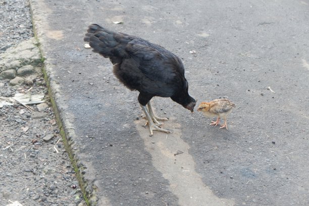 鸡独自站在早晨图片下载