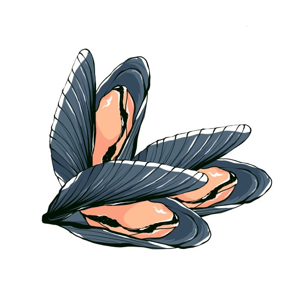 贻贝孤立在白色背景上。海鲜手绘插画素描风格。设计元素的酒吧和海鲜餐厅菜单，标志，食谱图片下载