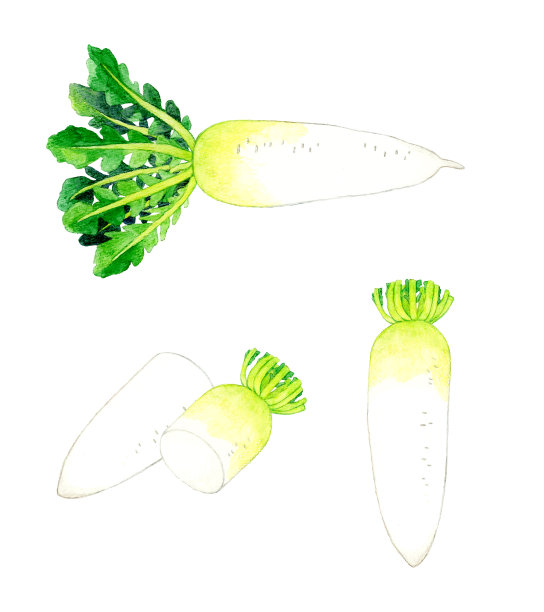 一套萝卜。手绘水彩蔬菜插图。图片下载