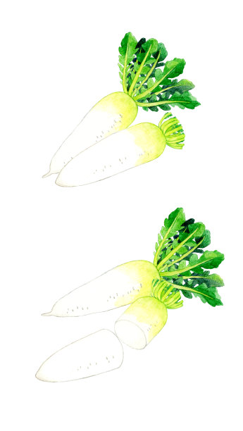 一套萝卜。手绘水彩蔬菜插图。图片下载
