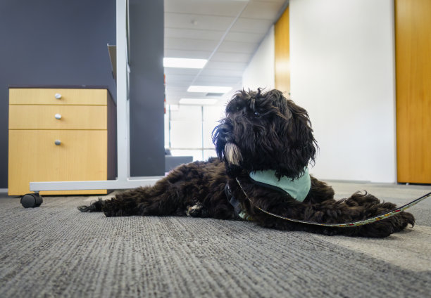 一只可爱的黑狗在办公室的地板上休息。宠物友好型工作场所。图片下载