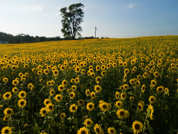 美丽的照片，在阳光明媚的天空下，充满活力的向日葵田图片下载