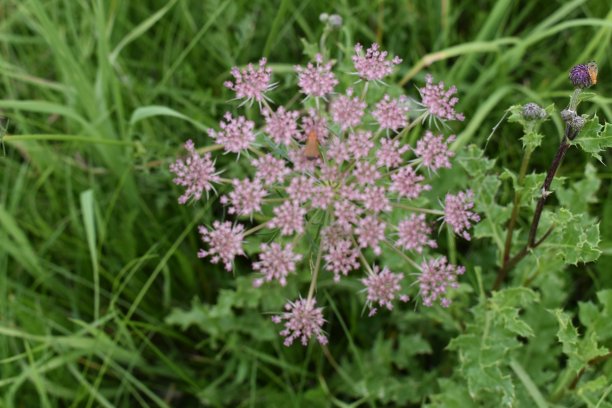 昆虫在野花芽-胡萝卜苞，伞形花序。图片下载