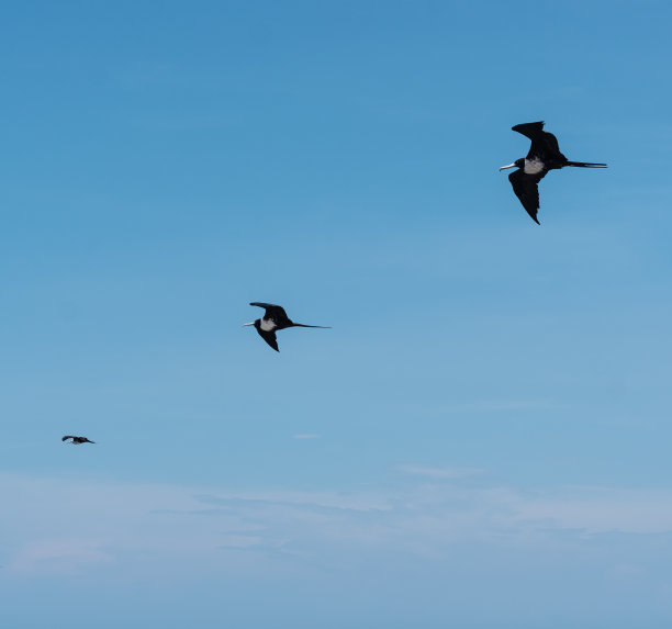 海鸥在蓝天和大海中的照片图片下载