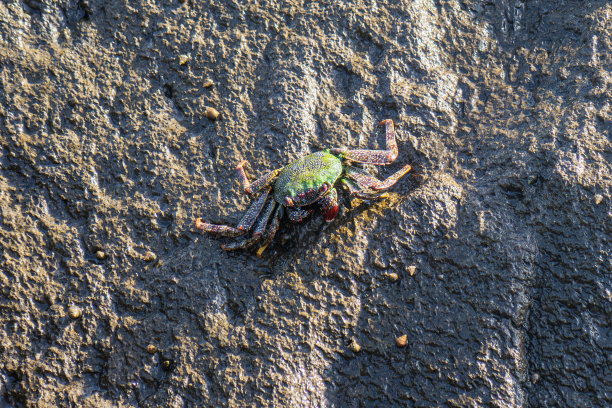 海里的一块岩石上坐着一只螃蟹图片下载