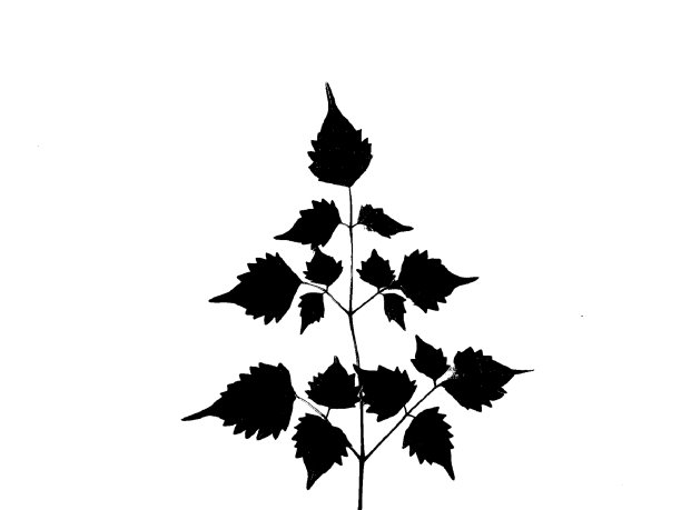 黑色的叶子图片下载