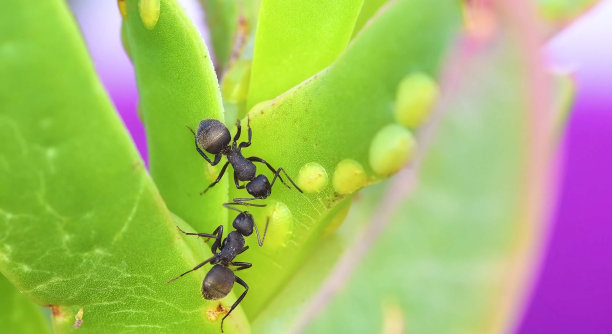 昆虫，虫子，昆虫学，节肢动物，蝴蝶图片下载