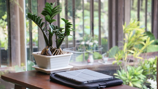 笔记本和植物在咖啡馆的桌子上，库存照片图片下载