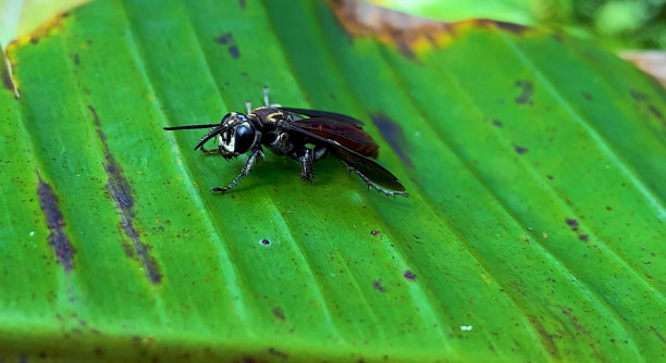 昆虫，虫子，昆虫学，节肢动物，蝴蝶图片下载