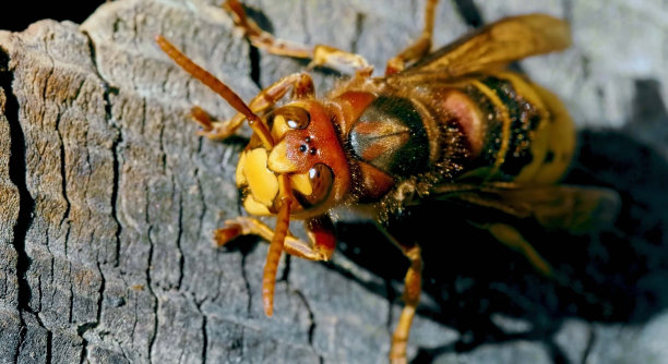 昆虫，虫子，昆虫学，节肢动物，蝴蝶图片下载