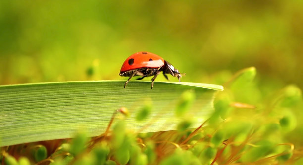 昆虫，虫子，昆虫学，节肢动物，蝴蝶图片下载