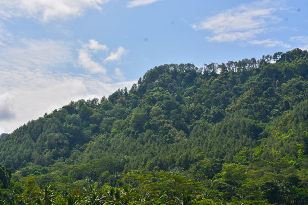 照片中的自然风光以清新森林的形式呈现图片下载
