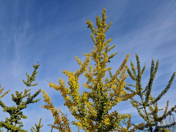 从秋天到冬天，由于花叶干燥，有观赏草的花坛很有吸引力。与捕蝇鸟和红叶相结合，我的植物形成了鲜明的对比图片下载