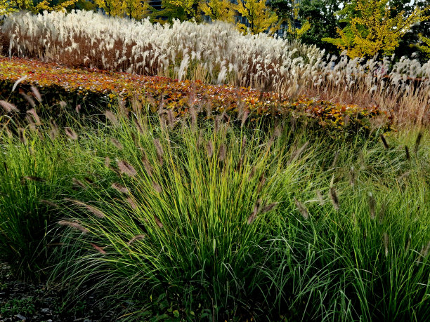 从秋天到冬天，由于花叶干燥，有观赏草的花坛很有吸引力。与捕蝇鸟和红叶相结合，我的植物形成了鲜明的对比图片下载