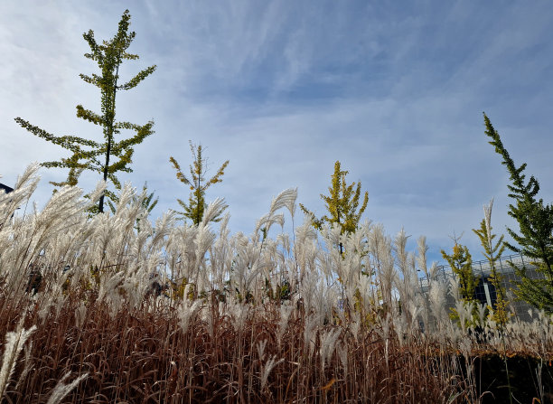 从秋天到冬天，由于花叶干燥，有观赏草的花坛很有吸引力。与捕蝇鸟和红叶相结合，我的植物形成了鲜明的对比图片下载