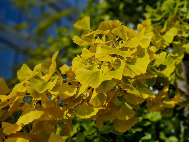 从秋天到冬天，由于花叶干燥，有观赏草的花坛很有吸引力。与捕蝇鸟和红叶相结合，我的植物形成了鲜明的对比图片下载