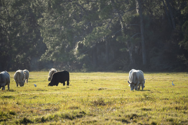在农田草地上喂牛。在温暖的夏日里，奶牛在绿色的农场牧场上吃草图片下载