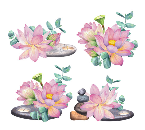 一组荷花和桉树的构图。图片下载