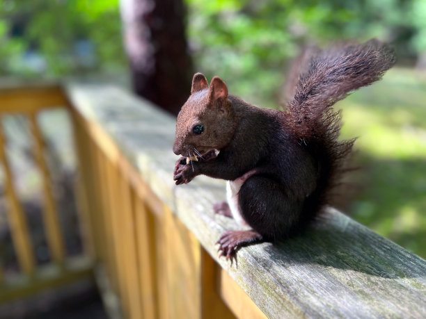 在日本北海道拍摄的松鼠吃东西的照片。图片下载