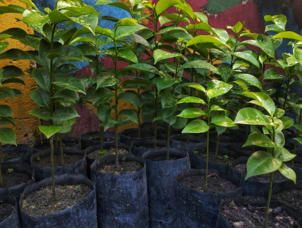 袋装酸瓜籽出售图片下载