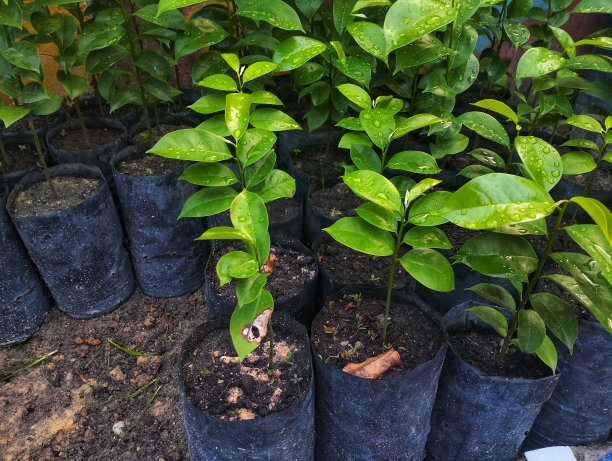 袋装酸瓜籽出售图片下载