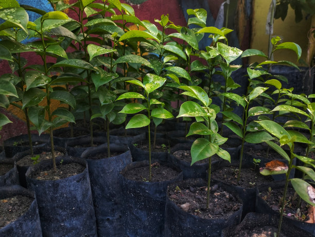袋装酸瓜籽出售图片下载