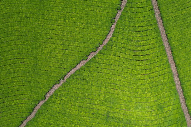 澳大利亚茶园鸟瞰图图片下载