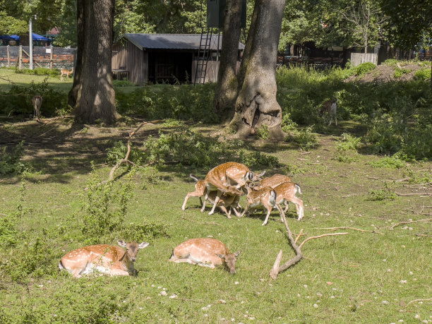公园里美丽的鹿。图片下载