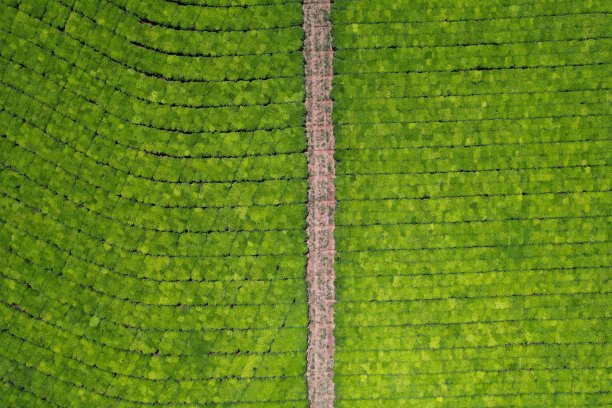 澳大利亚茶园鸟瞰图图片下载