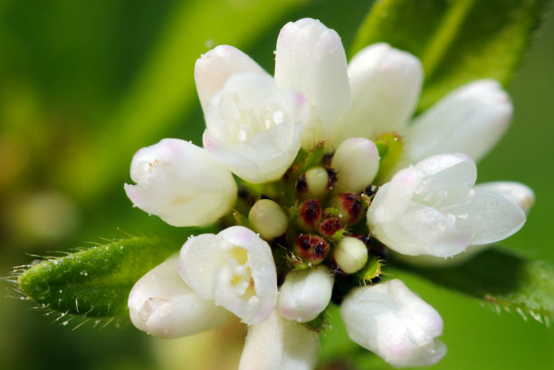 可爱的白色花头水辣椒(Mizosoba, Polygonum thunbergii)。自然特写微距照片)图片下载