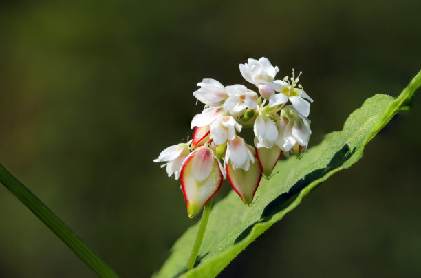 可爱的白色和粉红色的日本荞麦花和种子(近距离花头微距照片)图片下载