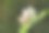 可爱的白色和粉红色的日本荞麦花和种子(近距离花头微距照片)图片下载