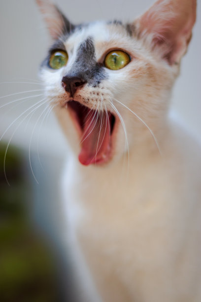 萌猫打哈欠图片下载