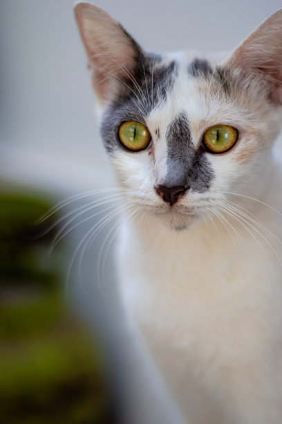 严肃的猫脸特写图片下载