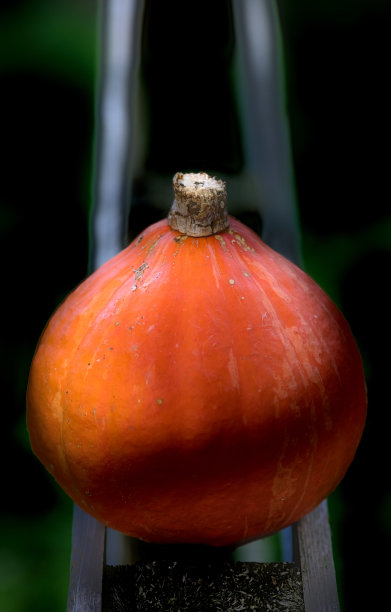 南瓜在木托盘上的上视图，编辑为绘图图片下载