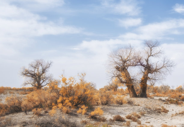 秋天，哈萨克斯坦干旱的草原或沙漠中的独特植物，萨克罗和残余的图兰加白杨。图片下载