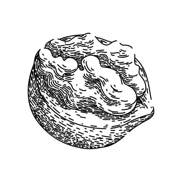 食品核桃素描手绘矢量图片下载