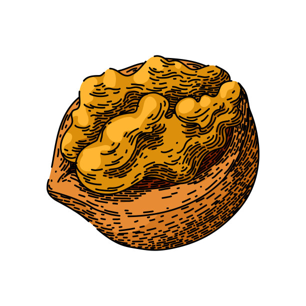 食品核桃素描手绘矢量图片下载